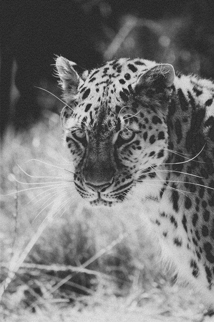 Panthera-pardus.jpg